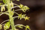 Green adder's-mouth orchid